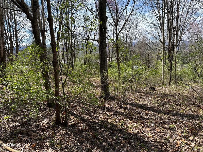 Lot 7 Shannon Rd, Jacksboro, TN 37757
