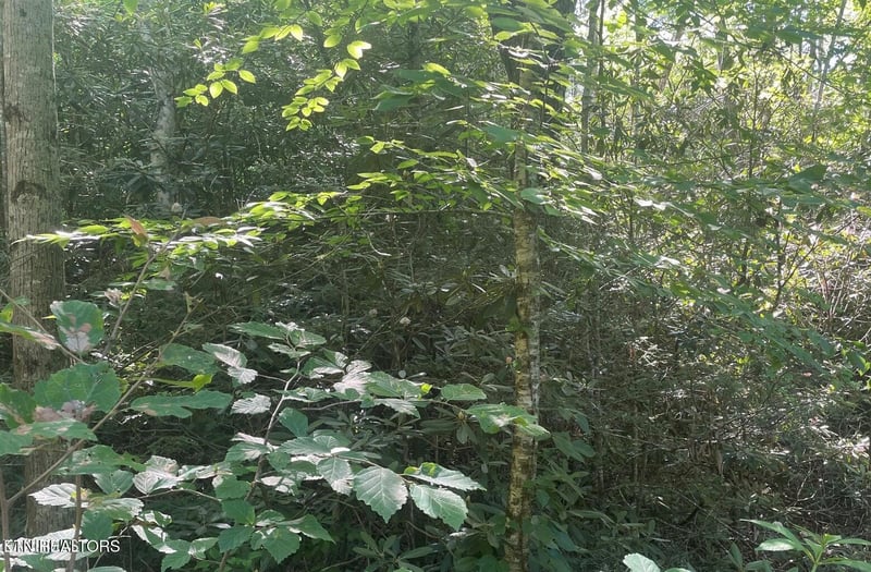 Lot 70 Hazelnut Ln, Sevierville, TN 37876