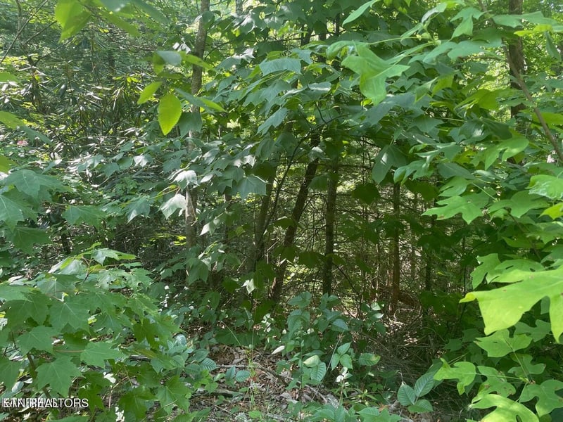 Lot 71 Hazelnut Ln, Sevierville, TN 37876