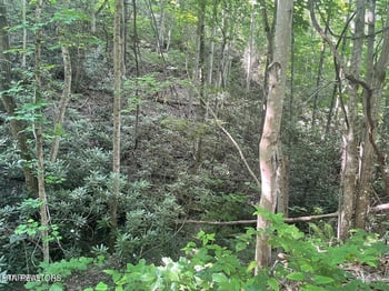 Lot 71 Hazelnut Ln, Sevierville, TN 37876