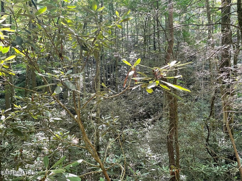 Lot 76 Sycamore St, Sevierville, TN 37876