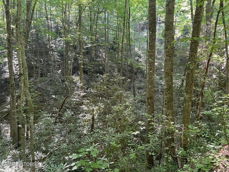 Lot 76 Sycamore St, Sevierville, TN 37876