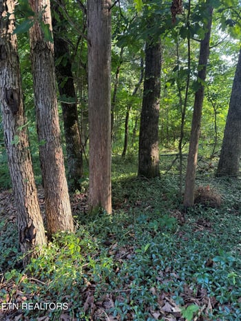 Lot 8 Catoosa Woods Dr, Lancing, TN 37770