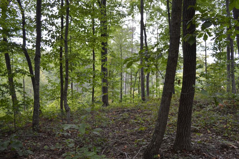 Lot 8 Cove Norris Rd, Caryville, TN 37714