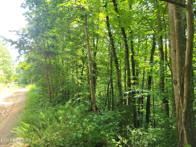 Lot 81 Buttonwood Dr, Sevierville, TN 37876