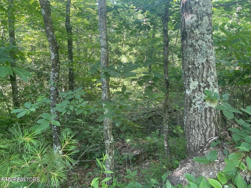 Lot 89 Sycamore St, Sevierville, TN 37876