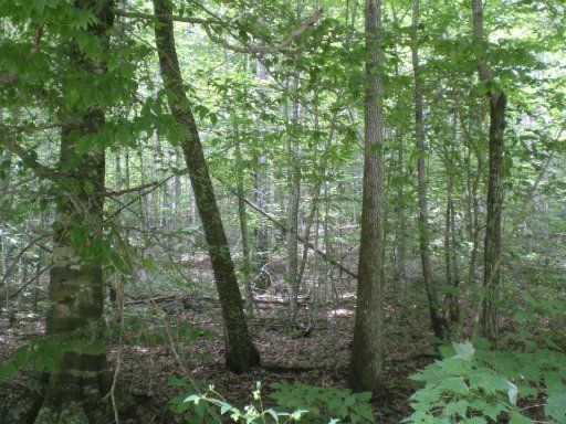 Lots 3 - 4 Steve Brown Rd, Bean Station, TN 37708
