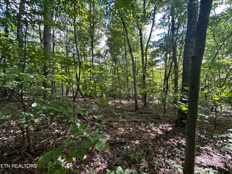 Lots 5-6 Clint Williams Rd, Rutledge, TN 37861