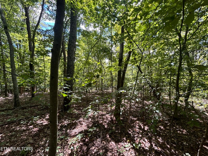 Lots 5-6 Clint Williams Rd, Rutledge, TN 37861