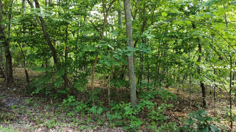 Lots 5-6 Clint Williams Rd, Rutledge, TN 37861