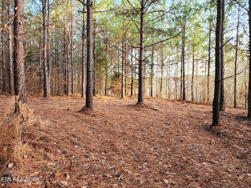 T27 West Robbins Rd, Robbins, TN 37852