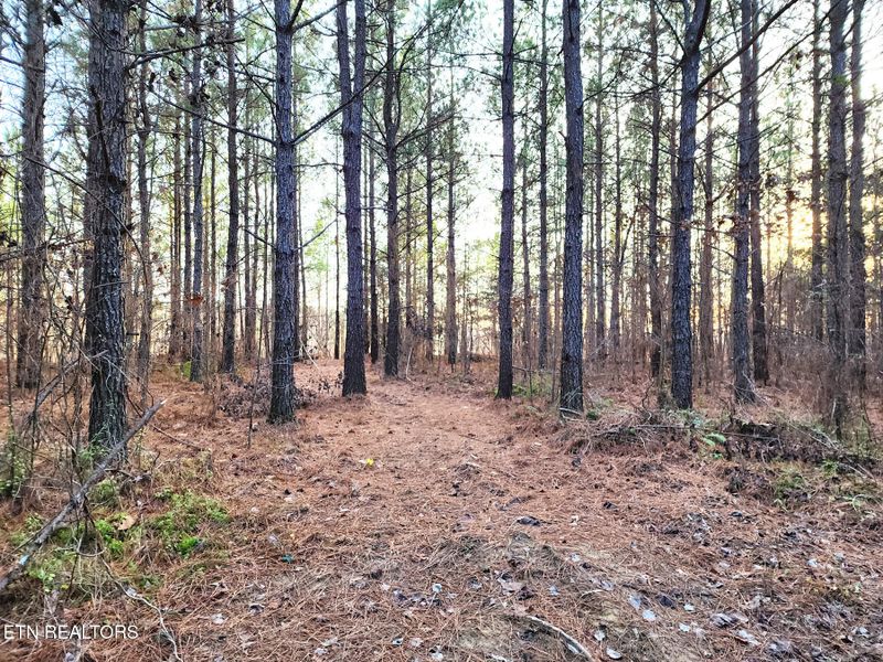 T27 West Robbins Rd, Robbins, TN 37852