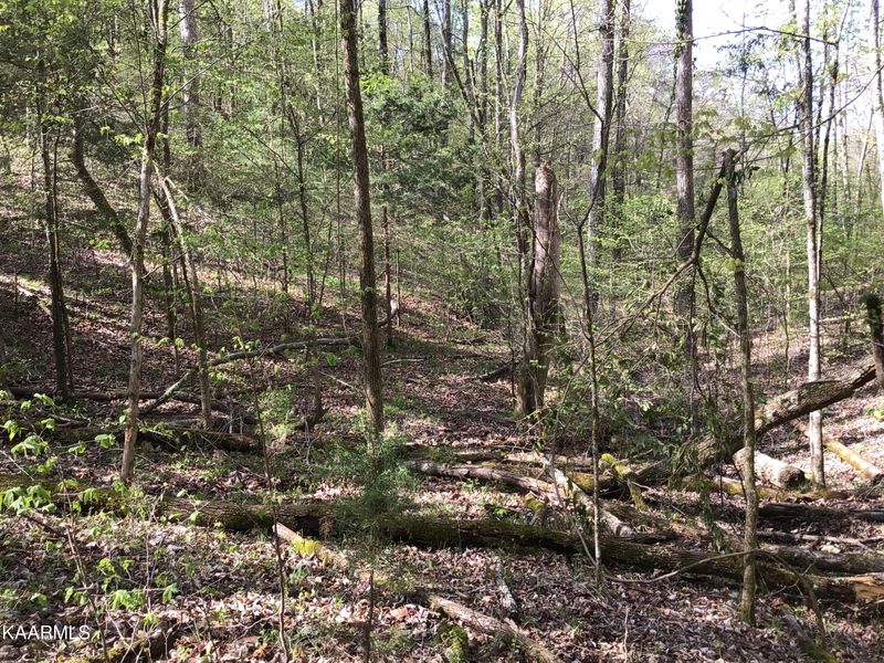 TBD Buck Horn Rd, Sevierville, TN 37876