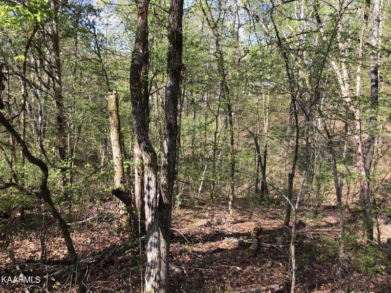 TBD Buck Horn Rd, Sevierville, TN 37876