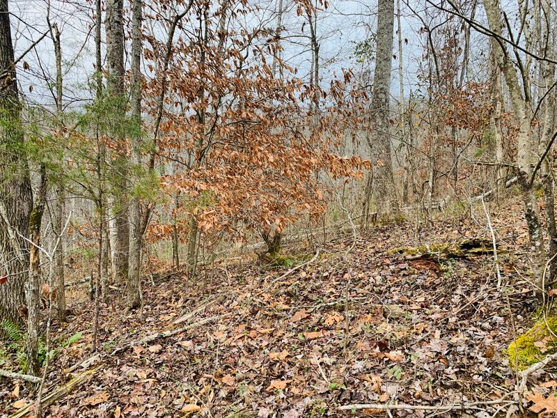 Tbd Flat Hollow Rd, Speedwell, TN 37870