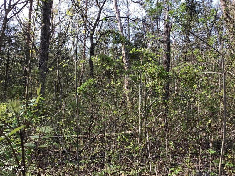 TBD Harrison Ln, Rutledge, TN 37861