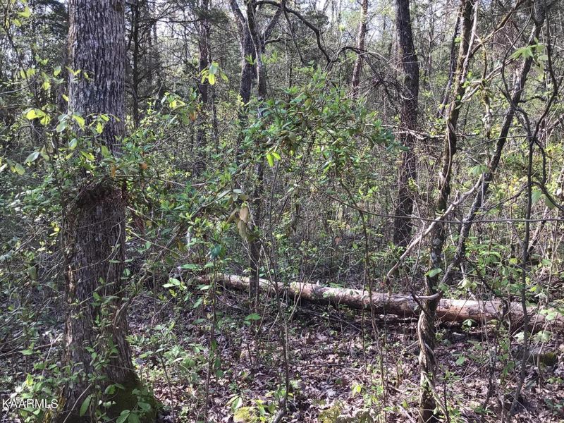 TBD Harrison Ln, Rutledge, TN 37861