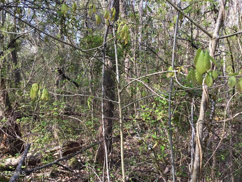 TBD Harrison Ln, Rutledge, TN 37861