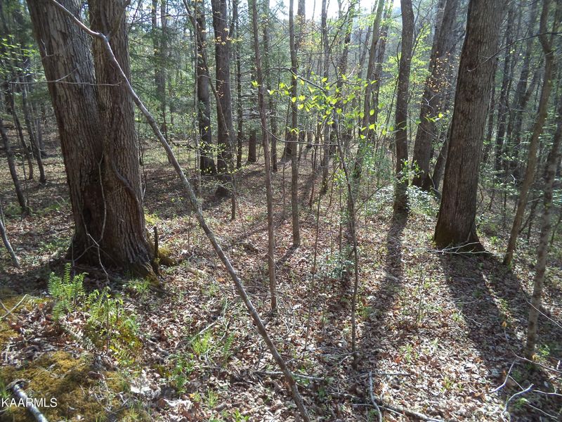 Trct 4 Low Gap Rd, Helenwood, TN 37755