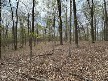 0 Vic Young Rd, Olaton, KY 42361