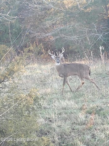 70 Three Licks Rd, Mackville, KY 40040
