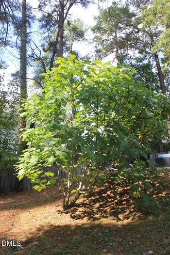 4801 Radcliff Rd, Raleigh, NC 27609