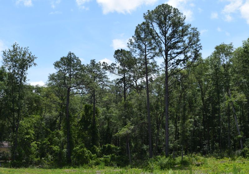 . Simmons Trl, Green Cove Springs, FL 32043