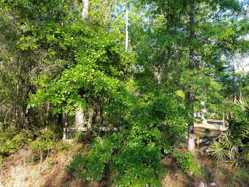 0 County Rd 315b, Green Cove Springs, FL 32043