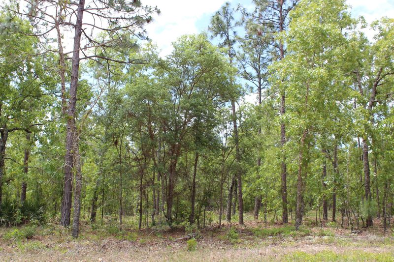 0 Lady Bug Ln, Melrose, FL 32666