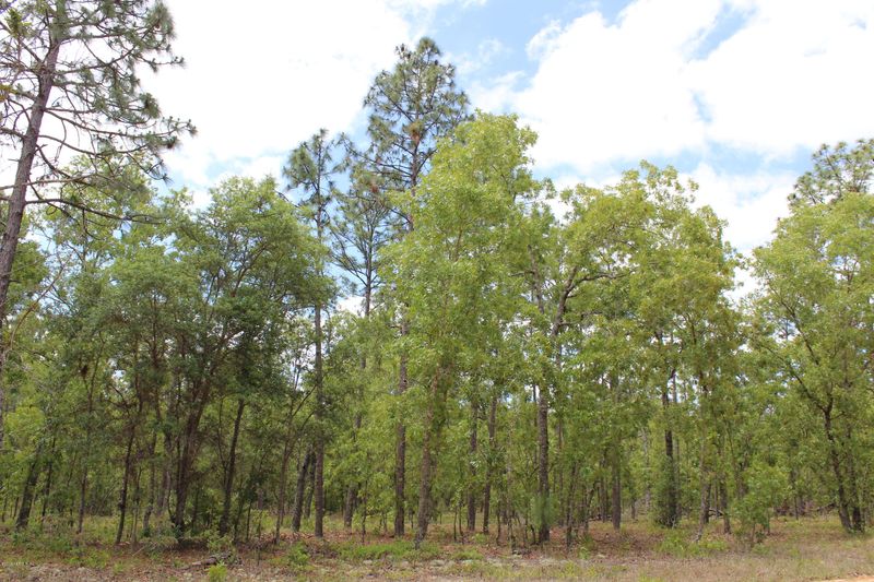0 Lady Bug Ln, Melrose, FL 32666