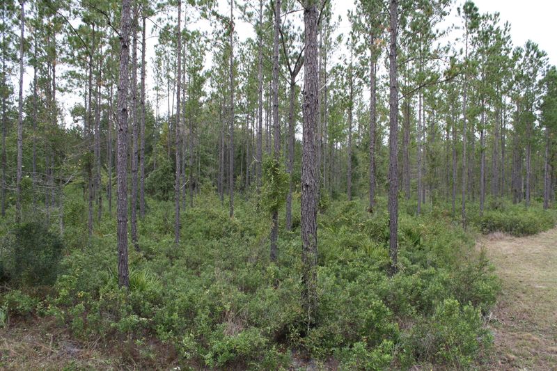 000 Sawtooth Ridge Rd, Callahan, FL 32011