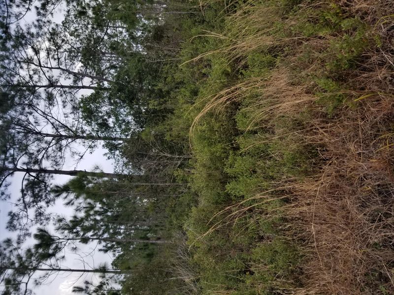 10250 Delgado Ave, Hastings, FL 32145