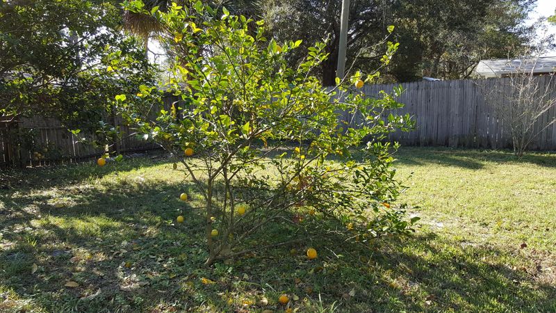 223 Yarbrough Cir, St Augustine, FL 32095
