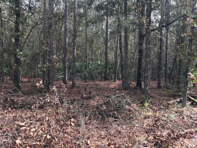 3920 June Bug Ln, Middleburg, FL 32068