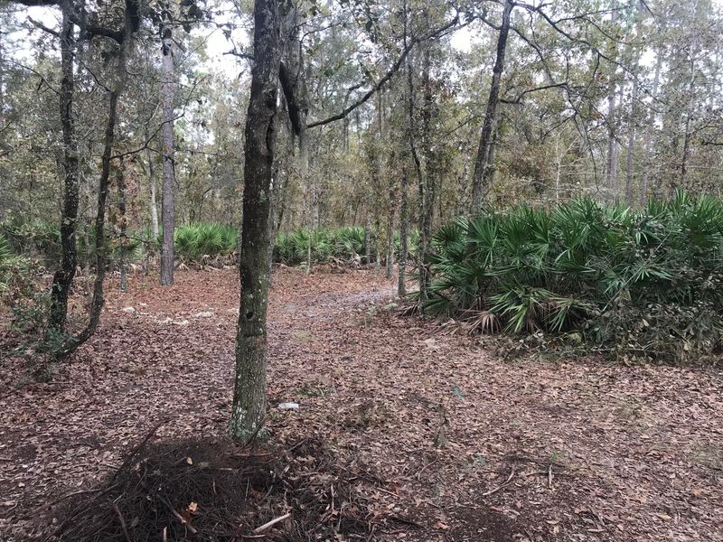 3920 June Bug Ln, Middleburg, FL 32068