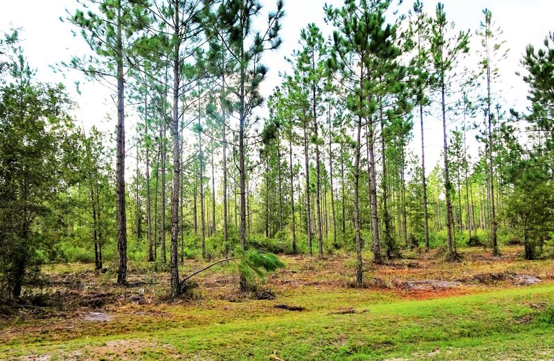 5591 Mc Clelland Rd, Jacksonville, FL 32234