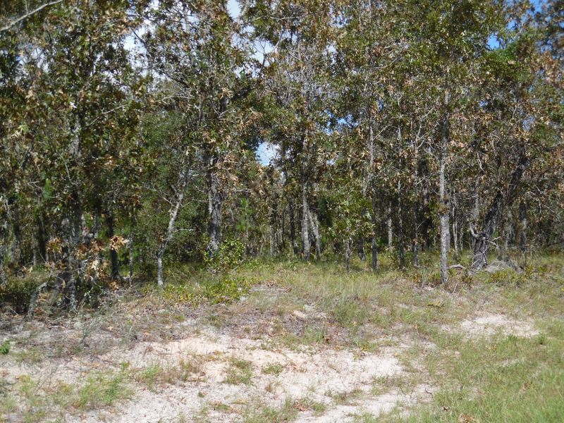 7668 White Sands Ave, Keystone Heights, FL 32656