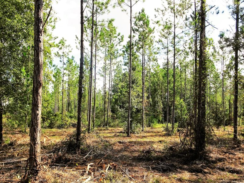 9085 Mcclelland Rd, Jacksonville, FL 32234