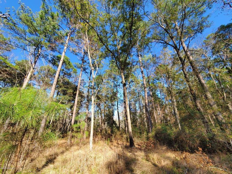 TBD Hamp Hicks Rd, Bryceville, FL 32009
