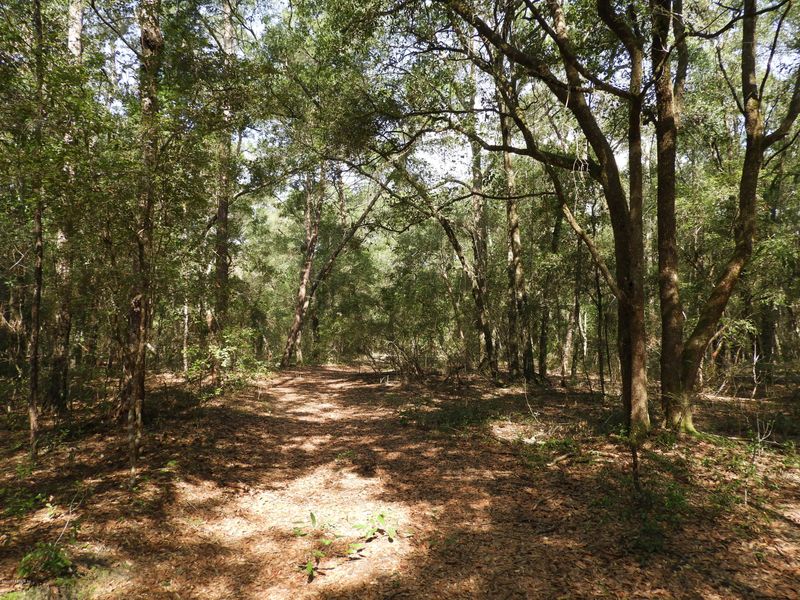 TBD Lily Lake Rd, Melrose, FL 32666