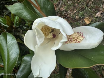 1598 Long Horn Rd, Middleburg, FL 32068