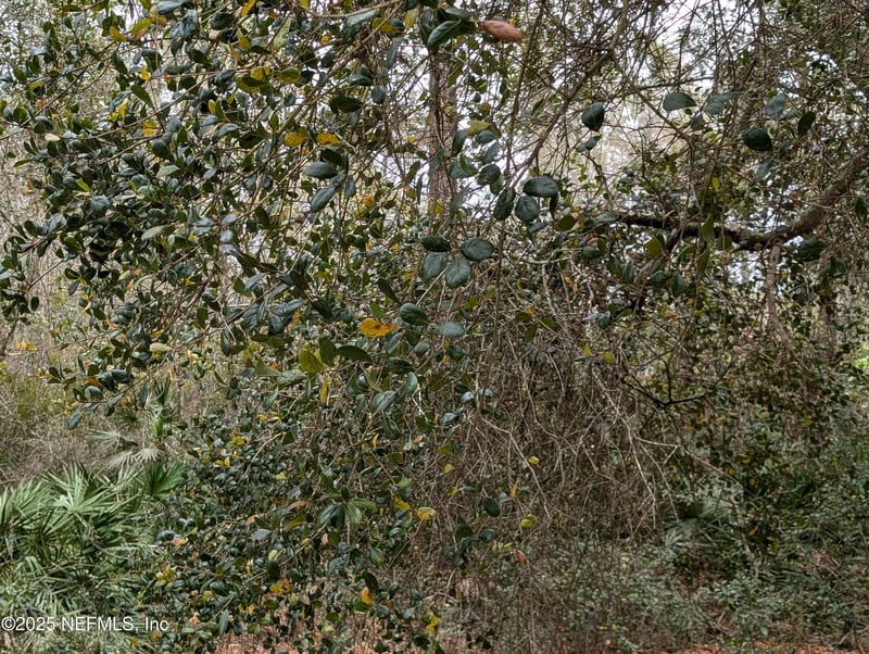 111 Cypress Dr, Georgetown, FL 32139