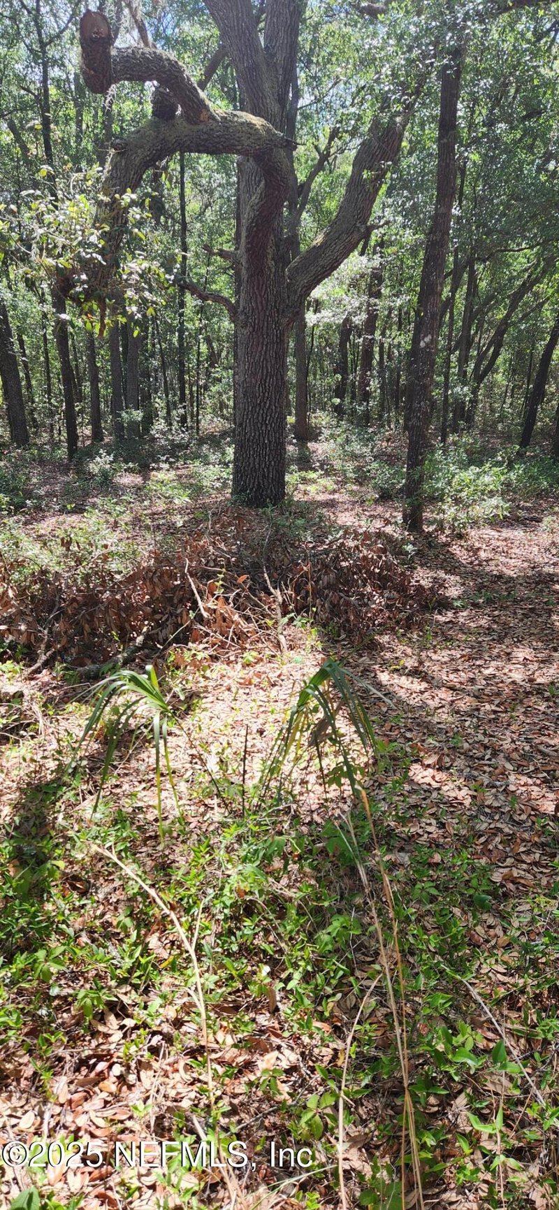 209 Mangrove St, Pomona Park, FL 32181