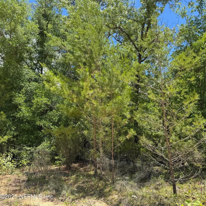 000 Cardinal St, Interlachen, FL 32148