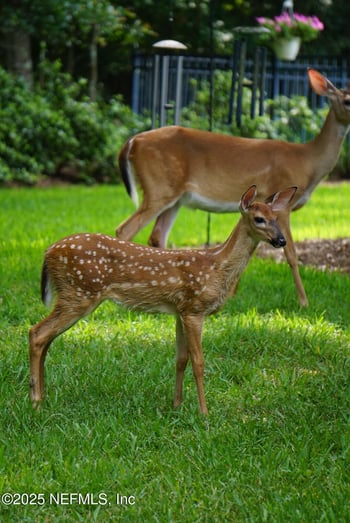 7757 Burnt Oak Trl, Jacksonville, FL 32256