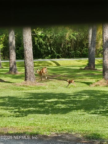 2555 Quail Roost Rd, Middleburg, FL 32068