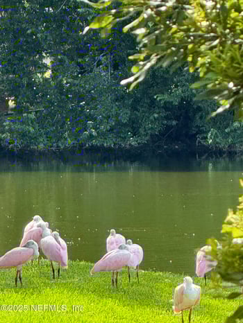 1886 Mourning Dove Ln, Jacksonville Beach, FL 32250