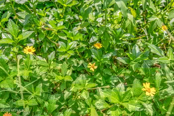 111 Palmer St, St Augustine, FL 32084