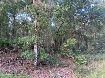 127 South Dr, Florahome, FL 32140