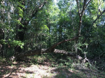 00 Black Creek Tract, Middleburg, FL 32068